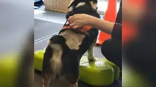 Ziggy the corgi reviews the FitPAWS K9 FITbone