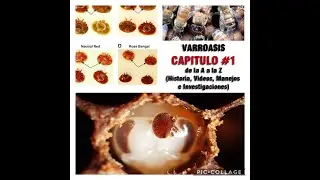 VARROA DESTRUCTOR 🐝TODO LO QUE NECESITAS SABER de la A a la Z🧡🎥 Que es la Varroasis ? 🐝🐝 CAP N- 1