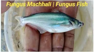Fungus Machhali | Fungus Fish | Machhali Mandi |Fish Market 