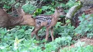 Srna a srnče Capreolus capreolus Roe Deer and Fawn