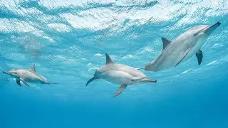 Unlocking Dolphin Secrets with AI: Google's Breakthrough Innovation