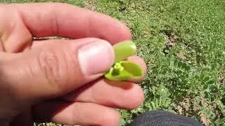 Nohutta çıkış öncesi ot ilacı kullanmanın etkisi