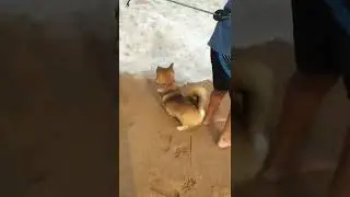 Corgi at the beach #corgi #corgifunny #funnydogs #tiktokvsyoutube #shorts #youtubevstiktok #viral