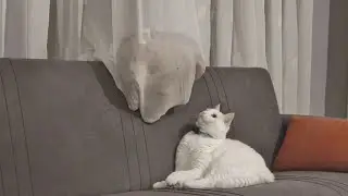 Weird Cat Making A Cocoon Bed Out Of Curtains