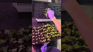 How i set my plants in plug. #alocasia #plants #tissue