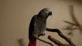 Zazu is asking 