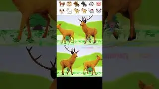 Animals for kids || Deer Lifestyle  || Wild animals farming || Nursery Rhymes || Corlorhymesforkids