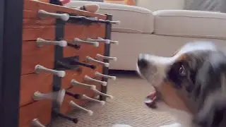 Owner Creates Toy for Dog Using Door Stoppers