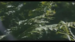 Fern Fantasy: Close-Up Exploration of Nature's Delicate Dance 🌿🔍 | Botanical Beauty