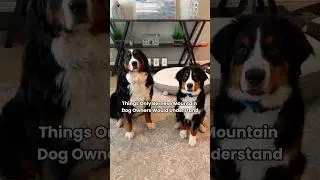 Things Only Bernese Mountain Dog Owners Would Understand