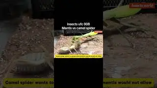 Insects ufc,mantis vs camel spider,who will be the champion? #insects