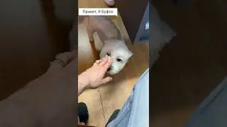 Важный клиент с хвостом 😱 посетил меня сегодня #vlog #влог