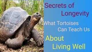 Amazing facts of Tortoises/facts/random facts/animal facts