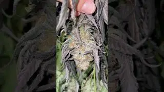 SLOW CURE 3K PLANTS. 60 degrees/60% humidity 14 days no exceptions&hellip;