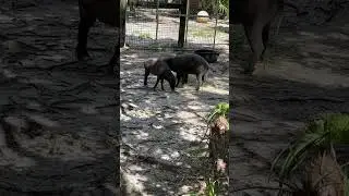 Babirusa Pig Family