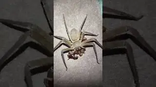 spider funny video | #spider #insect #spidervideo #insectvideo #shorts |
