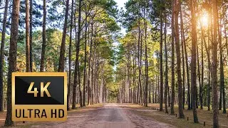 1-Hour Nature Sounds Relaxing Stress free Forest Wind and Birdsong Meditation