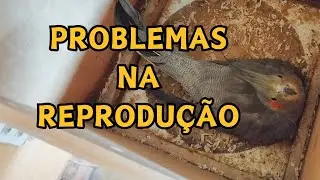COMO RESOLVER PROBLEMAS NA REPRODUÇÃO #calopsitas