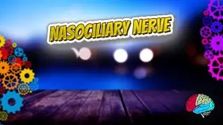 Nasociliary nerve - Know It ALL 🔊✅