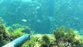 Pesca sub: consigli sulla pesca all'agguato nel sottocosta con Concetto Felice by salvimar