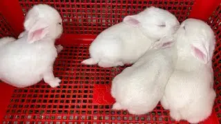 Thỏ con bao nhiêu ngày mở mắt, khi nào thì làm ổ cho thỏ chuẩn bị đẻ