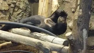 Sun Bear Got So Frustrated and This Happened