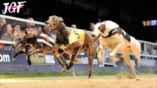 Greyhound Hurdle Race - 480m Track Record 🔥