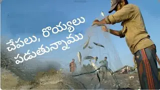 Live Fishing for Our Pickles | veg & non veg pickles| #pickle #order @9705344790