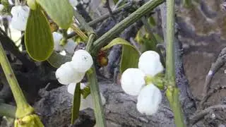 Mistletoe - Berries - Viscum album - Mistilteinn - Hv&iacute;t ber - Sn&iacute;kjuplanta