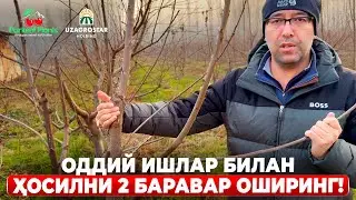 ДАРАХТЛАРНИ ҚАНДАЙ МЕВАГА ЁТҚИЗАМИЗ? | ШУҲРАТ АБРОРОВ #shuhratabrorov #kesish