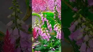 Spring Blossoms: Legend of Lady White Snake | Flower Dome @ Gardens by the Bay #Singapore