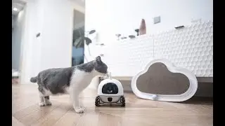 Rocki the smart companion for pets - automatic feeder on mecanum wheels