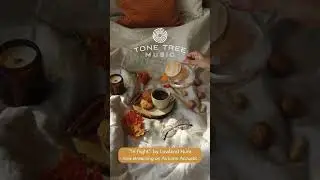 Catching Sunlight - Autumn Acoustic Compilation | Tone Tree Music #compilation #shorts