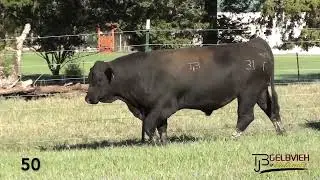 Lot 50