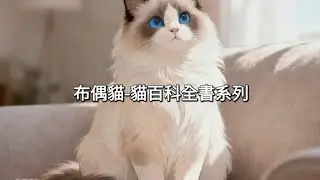 布偶貓-貓百科全書系列