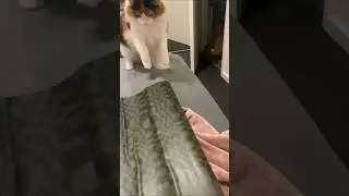 Cute innocent cats are scared of paper😂😂 #cat #catsofyoutube #poor #scared