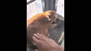 Cat:sorry,we&rsquo;re not that familiar yet!#cat #funnycat #cats #funnyvideo #fyp