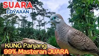 14 Menit Pancingan Kutut Hutan Bikin Gacor Total