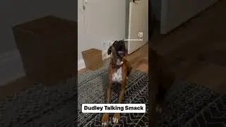 Dudley talking trash to dad #coretherapy #austin #boxerdog