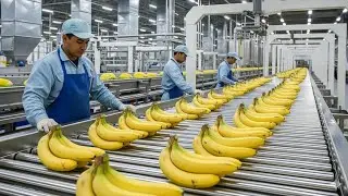 Inside a Modern Banana Factory &ndash; The Full Banana Chips Process | NextGen Machina