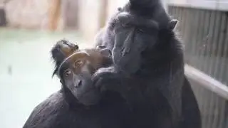 Celebes black crested macaques grooming 1/2