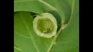 Gall wasps on oak trees