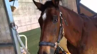 Cavallo dispettoso. Spagnetta fa i dispetti.