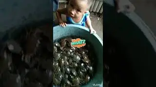 Harvesting mudcrab crablets