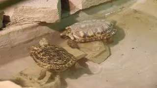 Pancake Tortoise / Tortue cr&ecirc;pe / Pannenkoekschildpad : Pairi Daiza