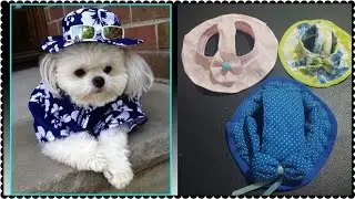 #como hacer una pava , sombrero para tu mascota, #perros  🐕#gatos 🐈