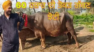 ਤੋਕੜ ਗੱਬਣ ਝੋਟੀ ਫੋਨ ਨੰਬਰ 90417=96783#subscribemychannel 