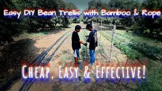 Easy DIY Bean Trellis with Bamboo & Rope | Cheap, Easy & Effective!
