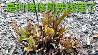 是时候修剪铁线莲了， B类C类的不同修剪方法。 如果你在多伦多，可以跟我拿一些种子。