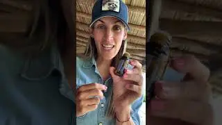 Tres formas de usar aceite esencial de menta en equinos